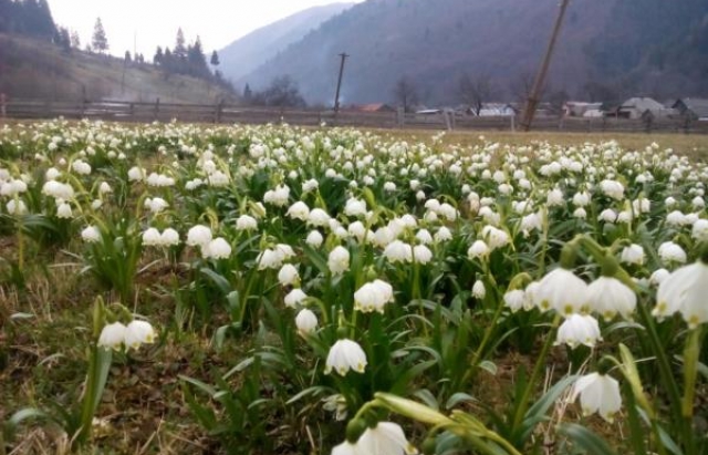 На Тячівщині розквітла галявина білоцвіту весняного (ФОТО)