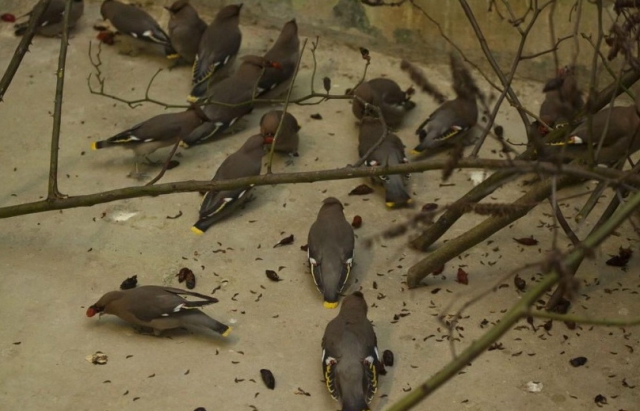"Співоча контрабанда" - 250 рідкісних птахів з України затримали на митниці в Угорщині (ФОТО, ВІДЕО)