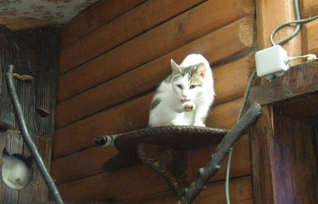 У готелі на Закарпатті живе понад сотні котів (ФОТО, ВІДЕО)