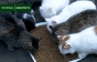 У готелі на Закарпатті живе понад сотні котів (ФОТО, ВІДЕО)