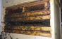 Солодкий шлях: Як закарпатські пасічники відкачують мед (ФОТО, ВІДЕО)