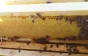 Солодкий шлях: Як закарпатські пасічники відкачують мед (ФОТО, ВІДЕО)