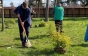 Волонтери висадили у Мукачеві майже 1000 дерев (ФОТО)