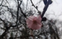 Туристам до уваги: Мапа-прогноз цвітіння сакур на Закарпатті 2021 (ІНФОГРАФІКА)