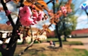 Відео дня: атмосферне весняне Мукачево