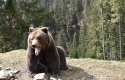 Швейцарська зоозахисна організація подарувала хірургічний стіл для лікування ведмедів у Синевирі (ФОТО)
