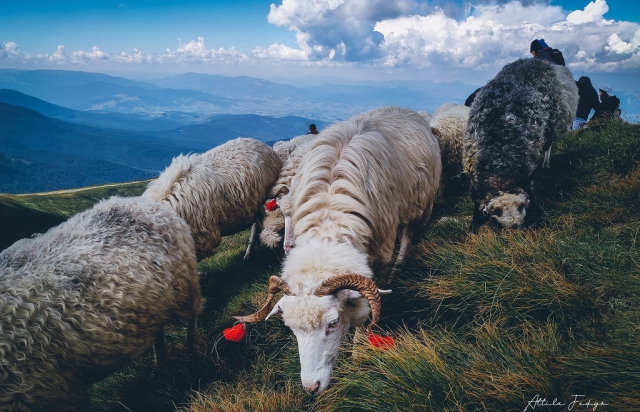 Фото дня: Отара овець на схилах Говерли (ФОТО)