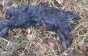 Повернення чупакабри: на Берегівщині невідомий звір повбивав курей, кролів та козу (ФОТО 18+)