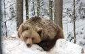 Ведмеді реабілітаційного центру на Синевирі залягли у сплячку (ФОТО)