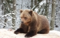 Ведмеді реабілітаційного центру на Синевирі залягли у сплячку (ФОТО)