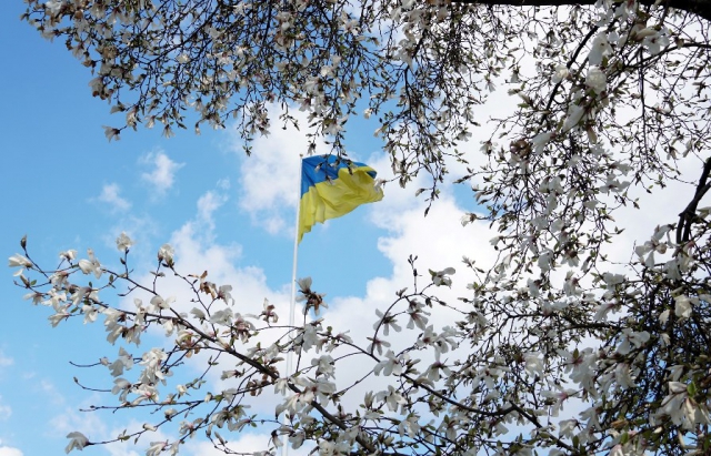 Фото дня: Мукачево рясно вкривається цвітом сакур