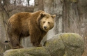 На Рахівщині жителів просять не йти у ліси поодинці через те, що ведмеді залишають свій барліг