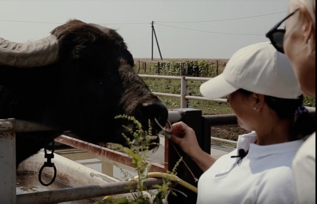Відео дня: Ферма буйволів на Закарпатті, де варять моцарелу