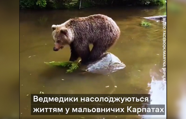 Відео дня: Як закарпатські ведмедики проводять літо