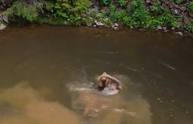 Відео дня: Як закарпатські ведмедики проводять літо