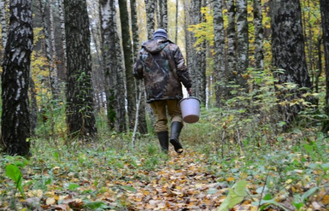 В лісі на Тячівщині заблукав 78-річний грибник