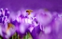Фото дня: Розквітли фіолетові поля крокусів у Колочаві (ФОТО)