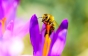 Фото дня: Розквітли фіолетові поля крокусів у Колочаві (ФОТО)