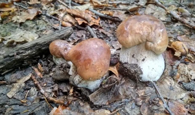 Сезон відкрито: У лісах Закарпаття з'явились перші гриби (ФОТОФАКТ)
