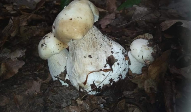 Сезон відкрито: У лісах Закарпаття з'явились перші гриби (ФОТОФАКТ)