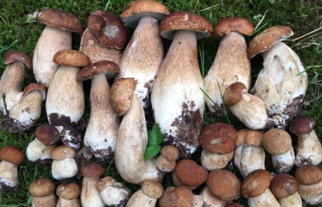 Тихе полювання на Закарпатті: які гриби можна знайти в в лісі у вересні