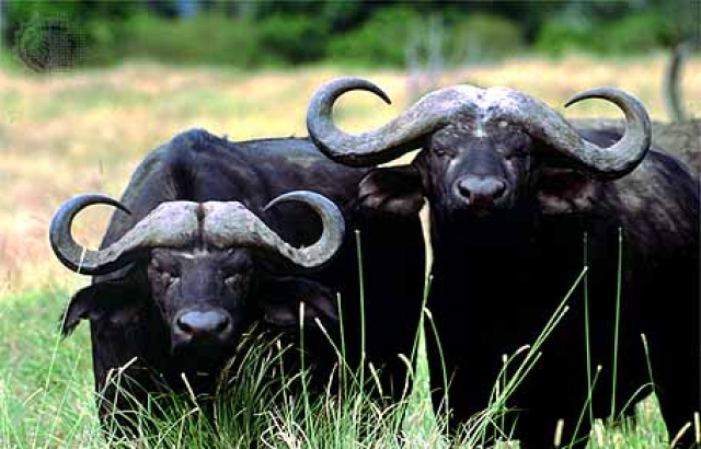 На межі зникнення на Закарпатті опинилося поголів'я буйволів