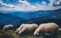 Краса Карпат: Отара овець на схилах Говерли