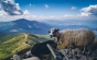 Краса Карпат: Отара овець на схилах Говерли