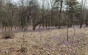 Розквітли шафрани у дендропарку Березинка на Закарпатті