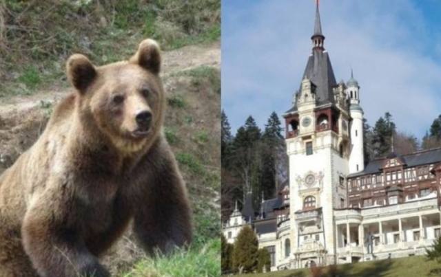 У румунських Карпатах на туристів з України напав ведмідь. Чоловік і жінка у лікарні