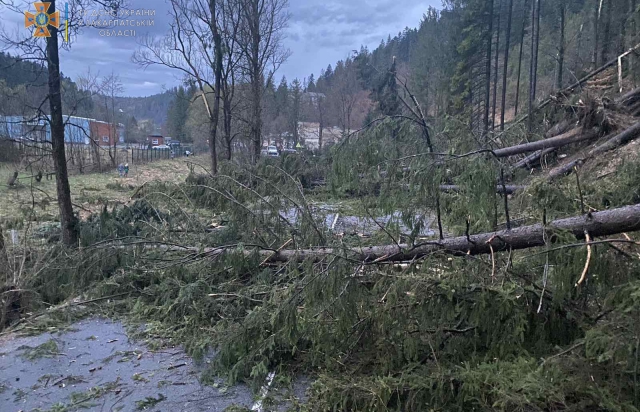 Негода: На Закарпатті вітер повалив на дороги більше 40 дерев. Одне придавило Skoda (ФОТО)