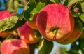 Через погодні умови зафіксували погіршення якості закарпатських яблук